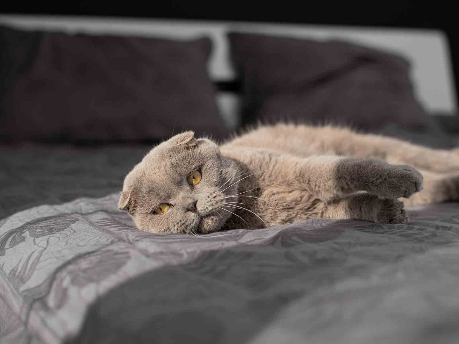 Cuidado del ambiente ideal para gatos British Shorthair