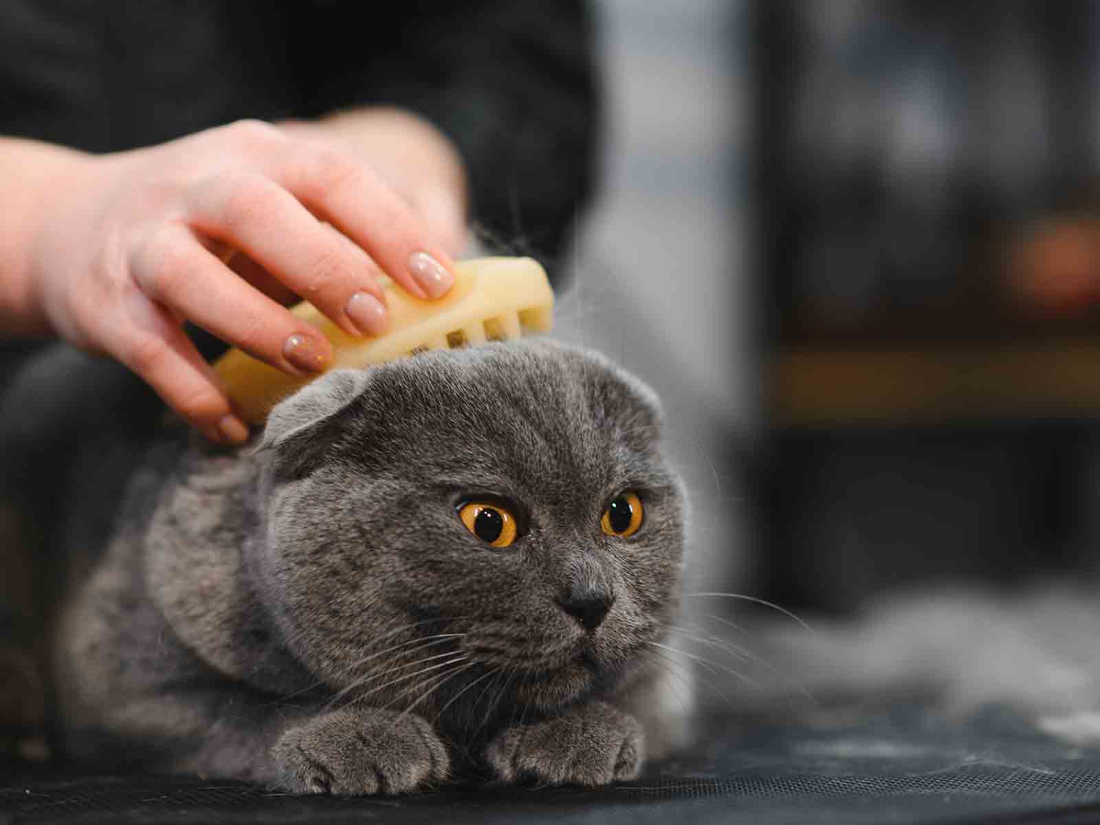 Cuidado del pelaje de los gatos british shorthair Cuidado del pelaje de los gatos british shorthair