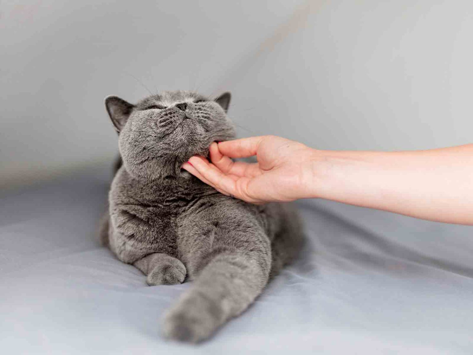 Cuidados en el comportamiento de los gatos British Shorthair