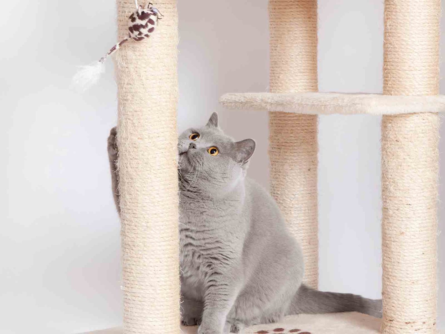 Cuidados en el ejercicio para gatos British Shorthair