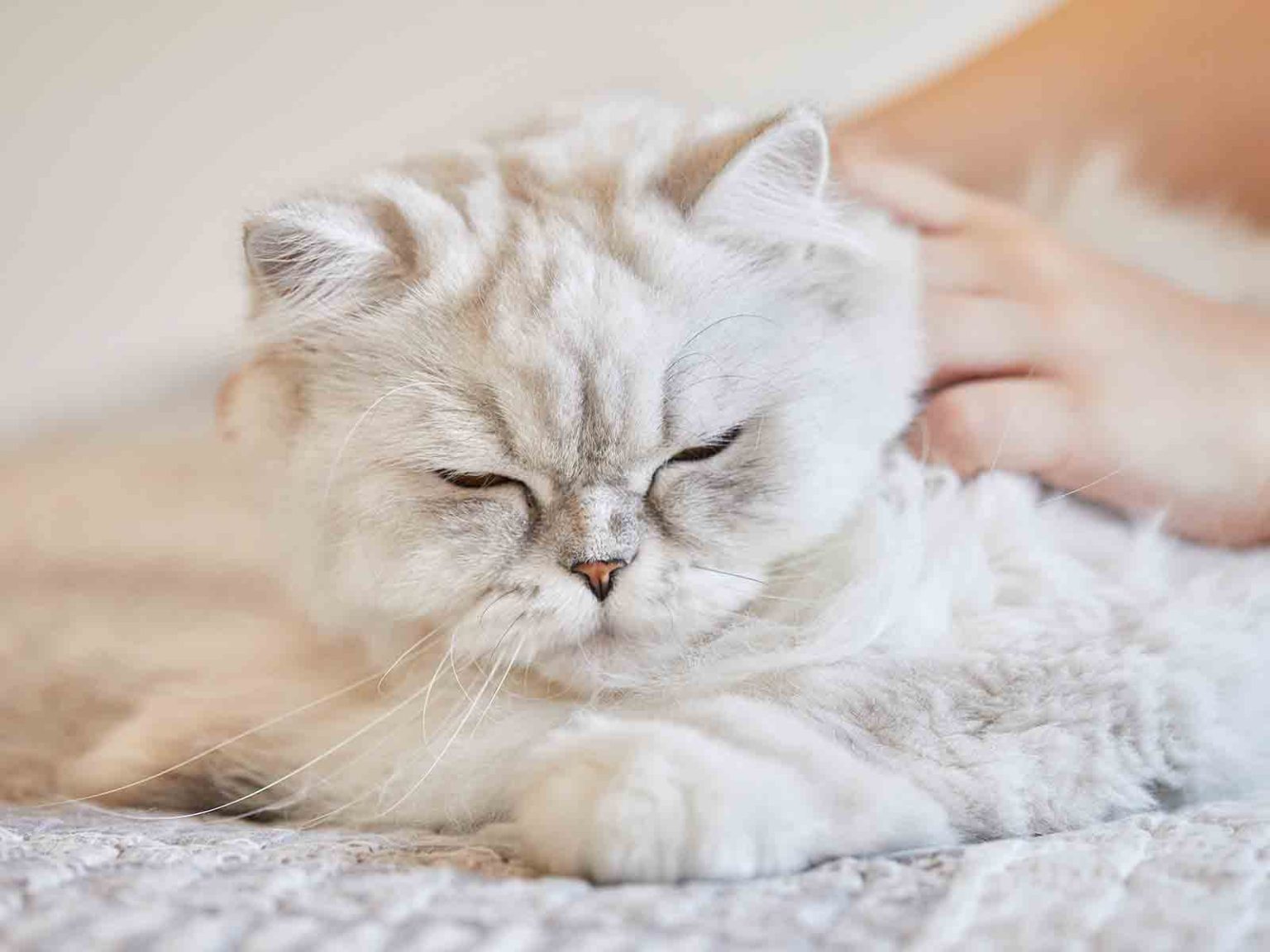 Cuidados del hogar con gatos British Longhair