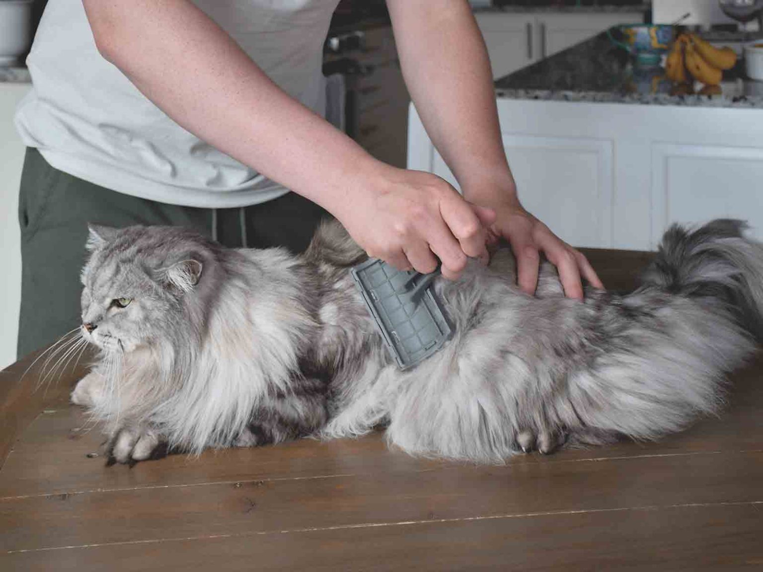 Cuidados del pelaje de gatos British Longhair