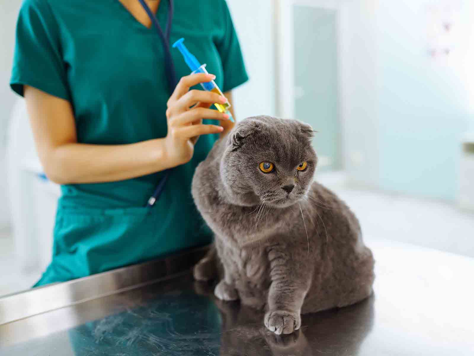 Cuidados en la salud de los gatos British Shorthair Cuidados en la salud de los gatos British Shorthair