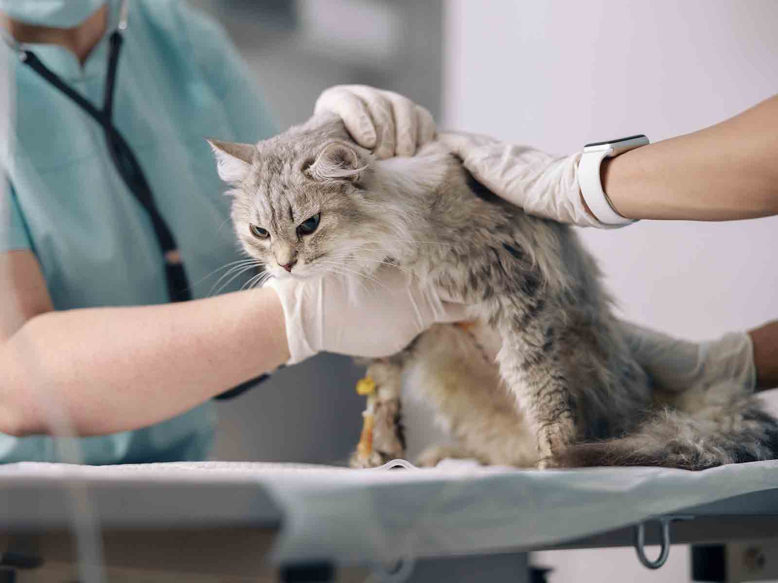 Cuidados en la vacunanción de los Gatos British Longhair Cuidados en la vacunanción de los Gatos British Longhair