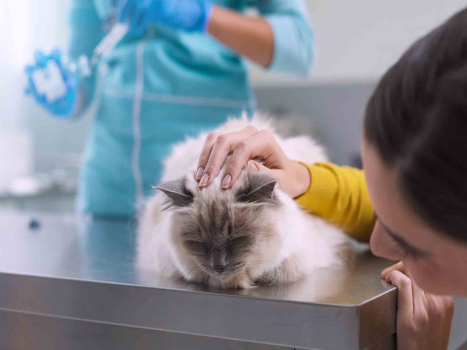 Cuidados al veterinario de los gatos British Longhair Cuidados al veterinario de los gatos British Longhair