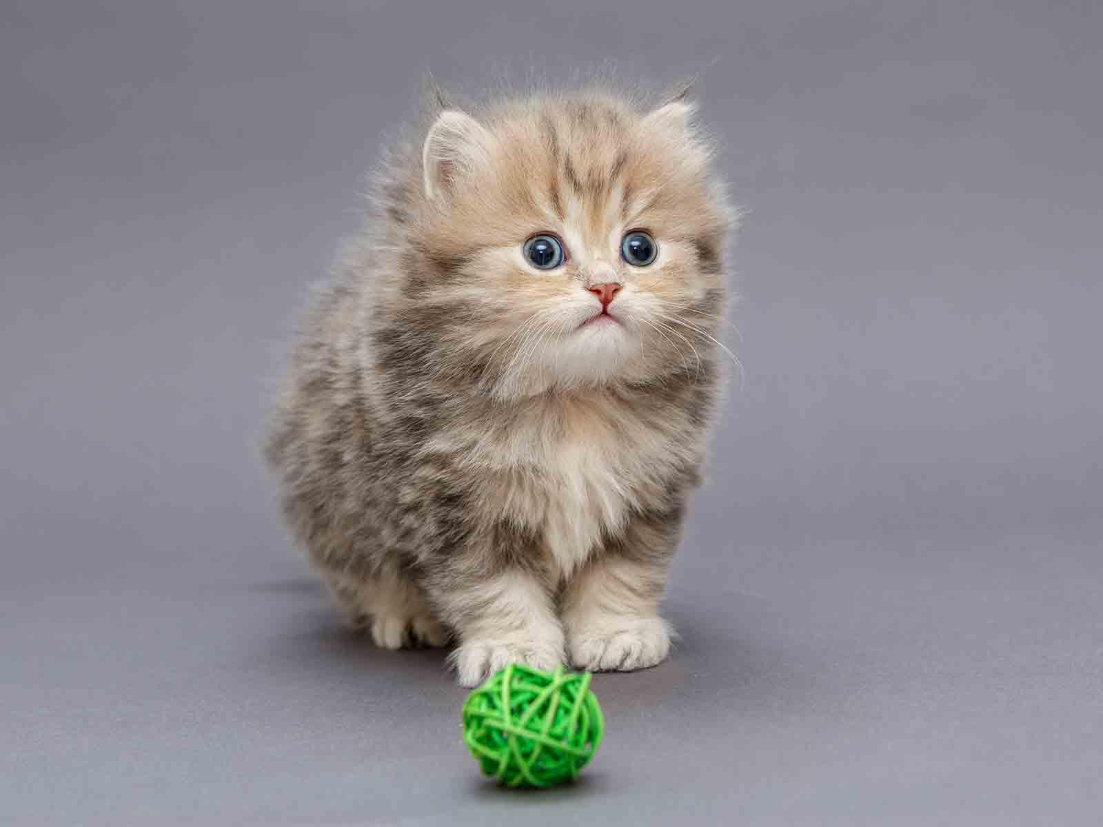 Entrenamiento de interés para gatos British Longhair Entrenamiento de interés para gatos British Longhair