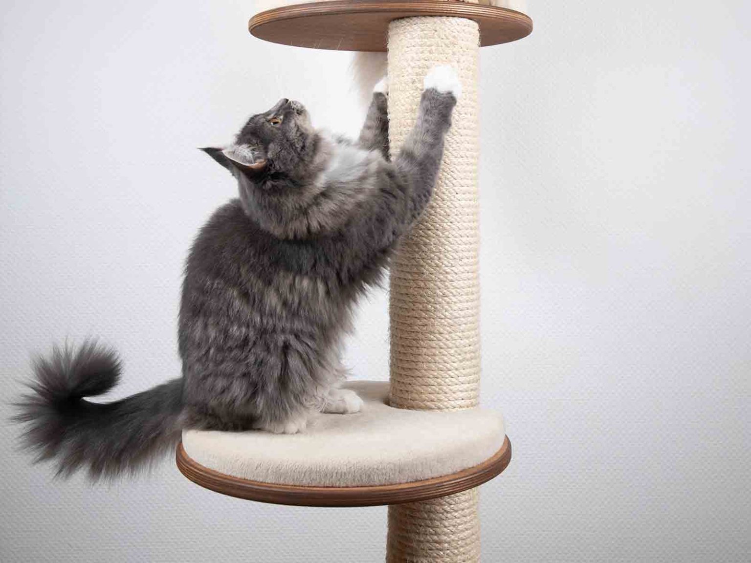 Entrenamiento con rascadores para gatos British Longhair