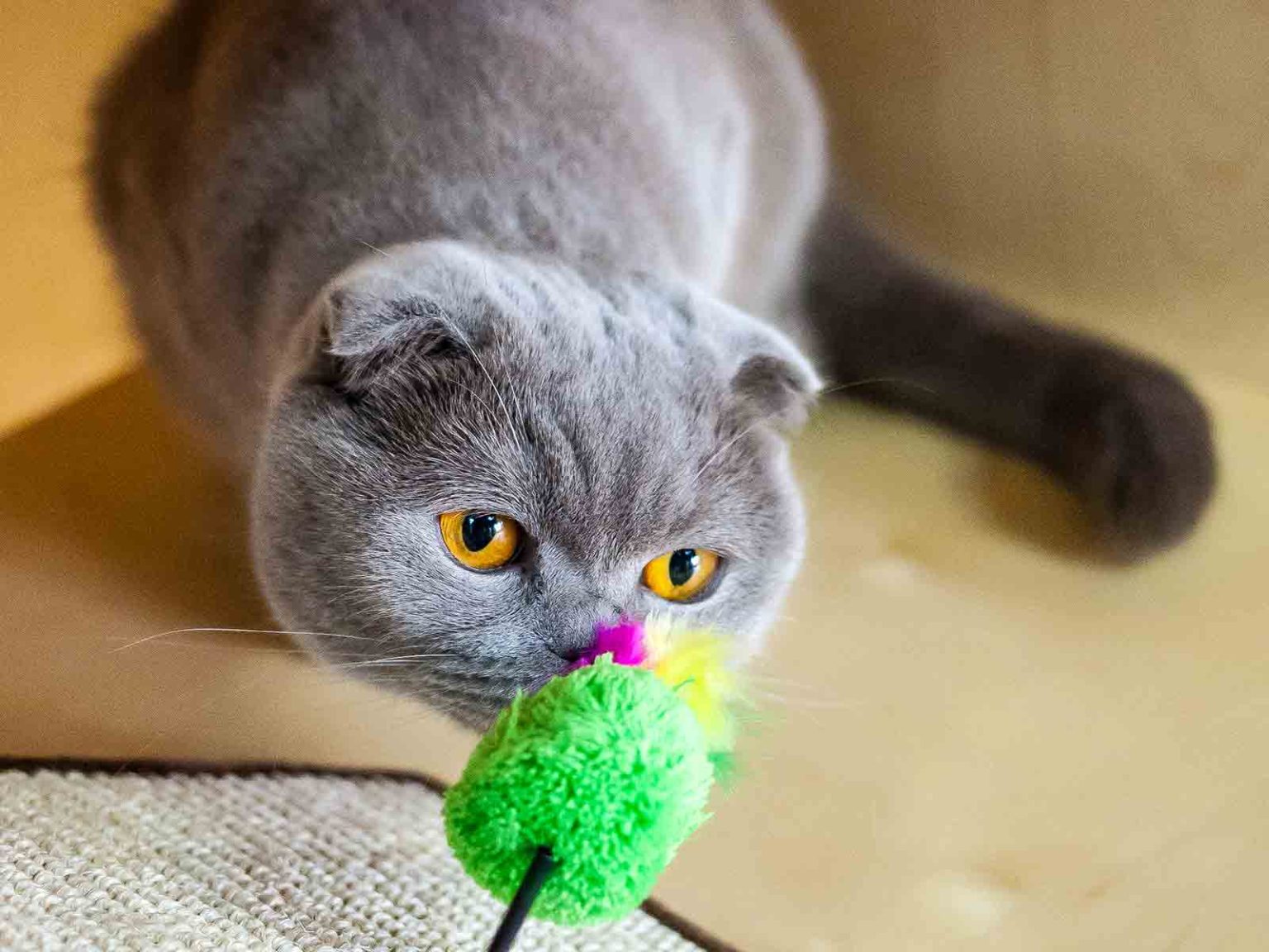 Juegos interactivos para gatos british shorthair