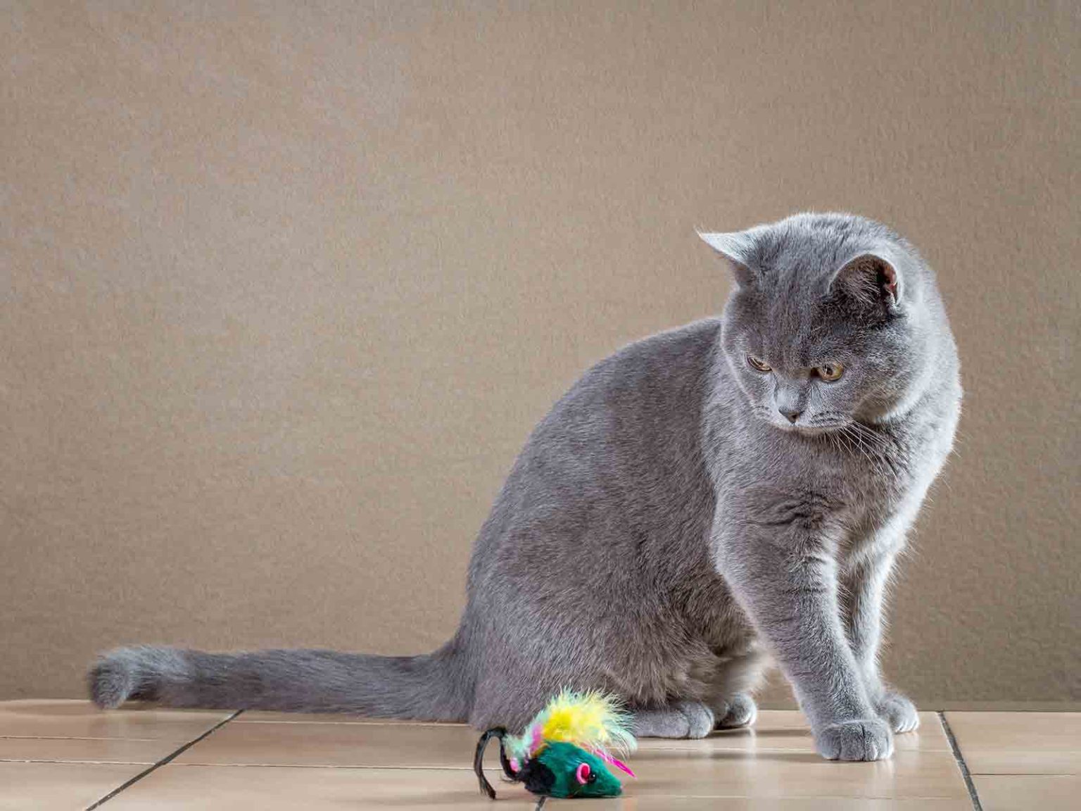 Errores en el entrenamiento y juego para gatos british shorthair