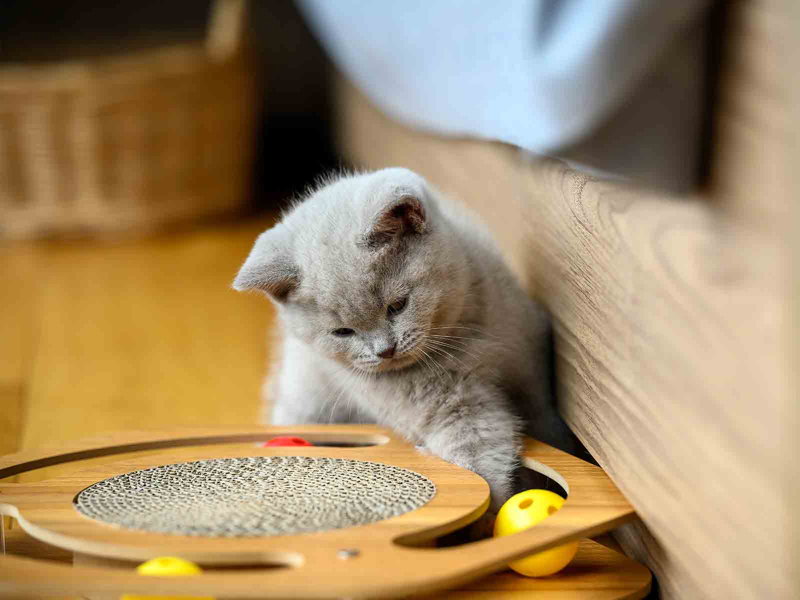 Entrenamiento y juegos para gatos british shorthair Entrenamiento y juegos para gatos british shorthair