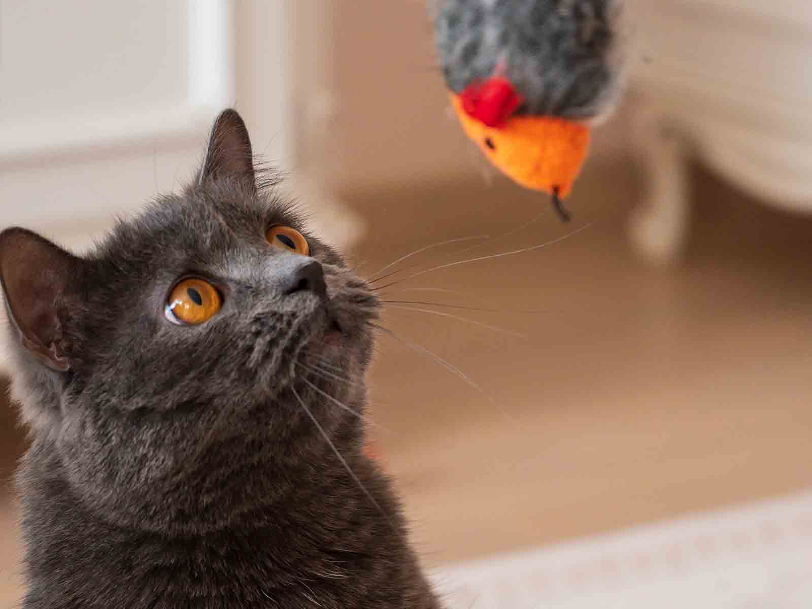 Importancia del adiestramiento de los gatos british shorthair Importancia del adiestramiento de los gatos british shorthair