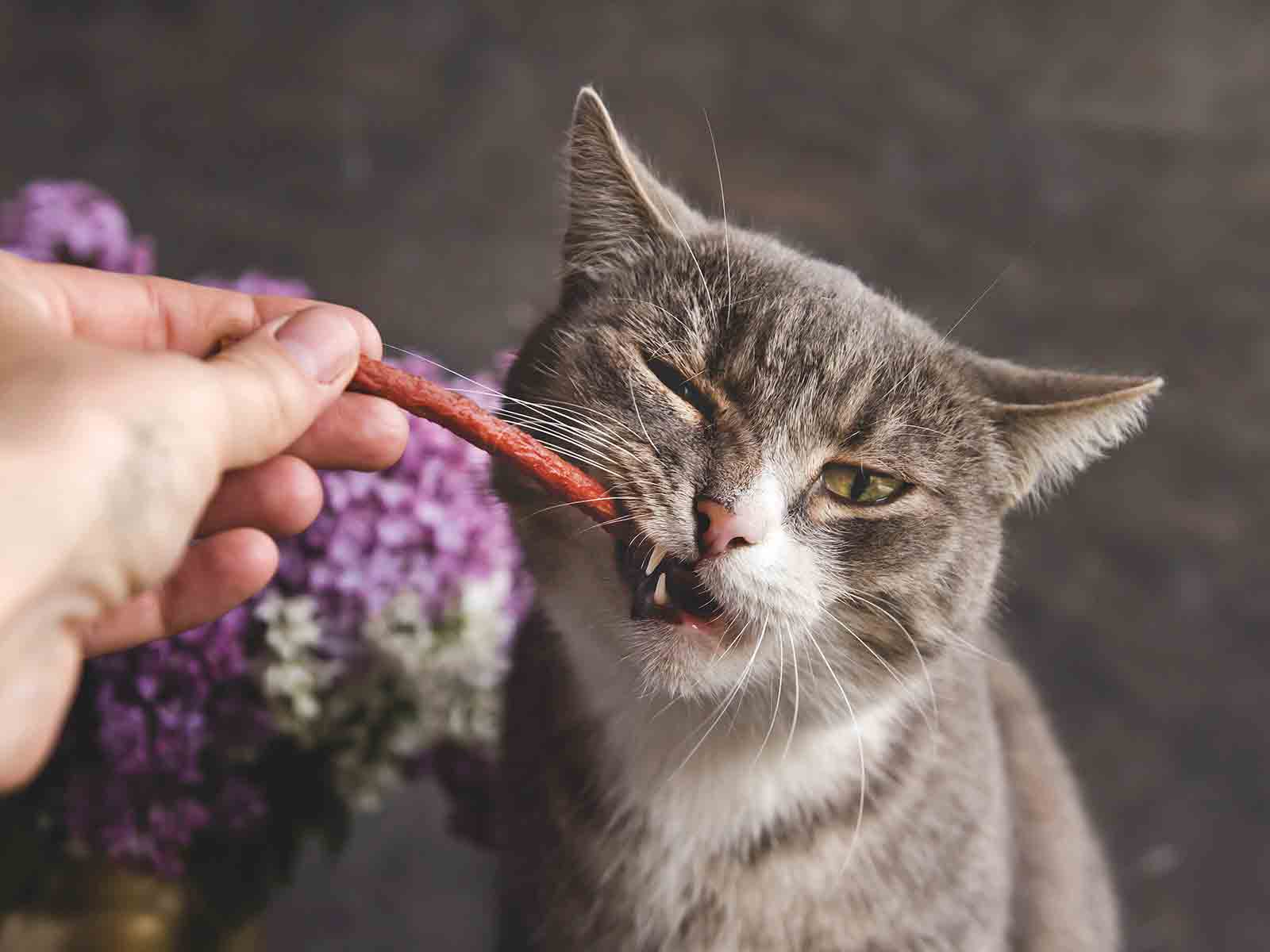 Como entrenar al gato british shorthair Como entrenar al gato british shorthair