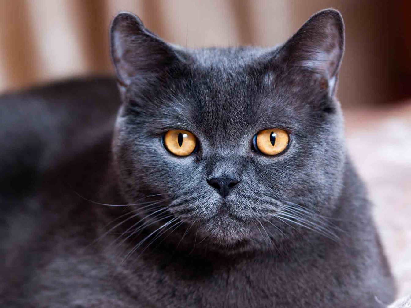 Gato british shorthair azul