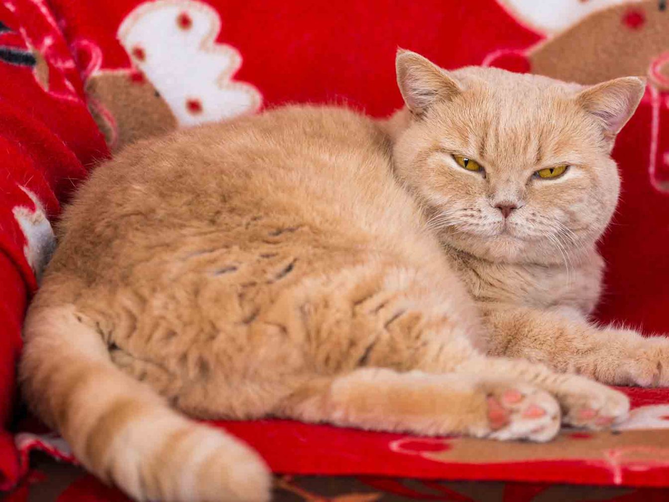 Gato british shorthair crema