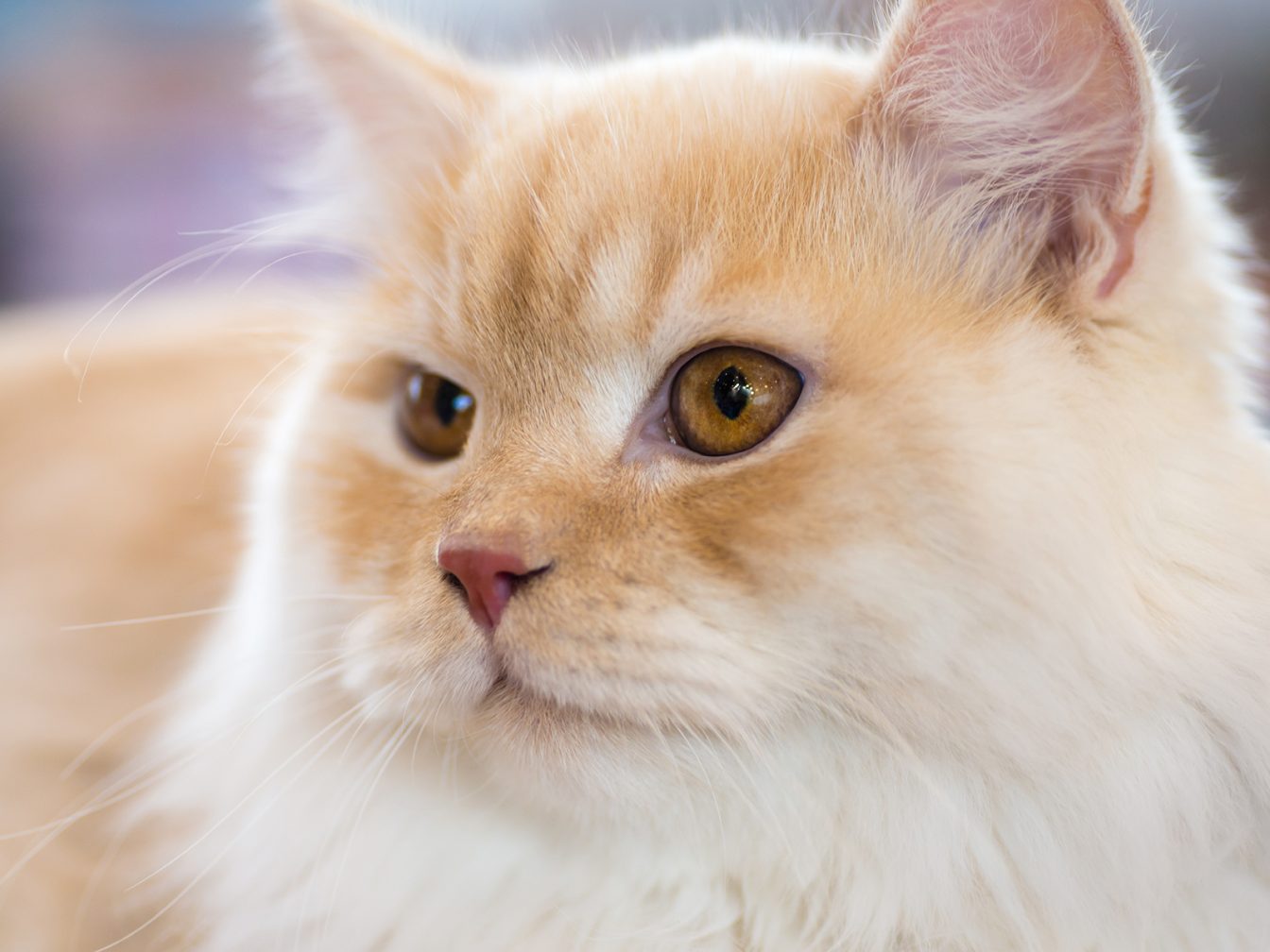 Gato golden British Longhair