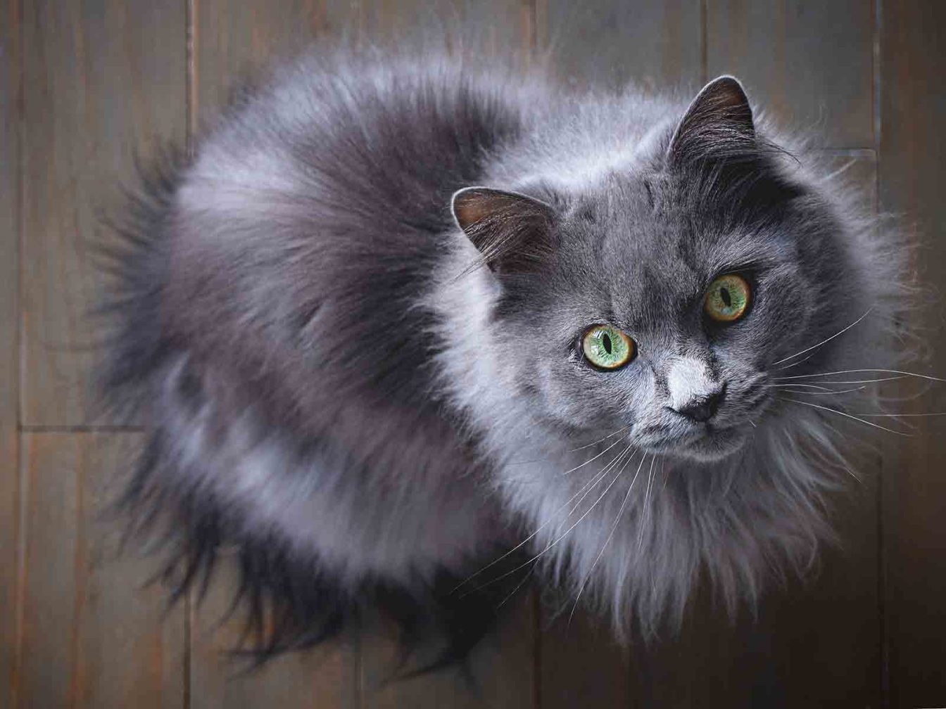 Gatos British longhair color azul