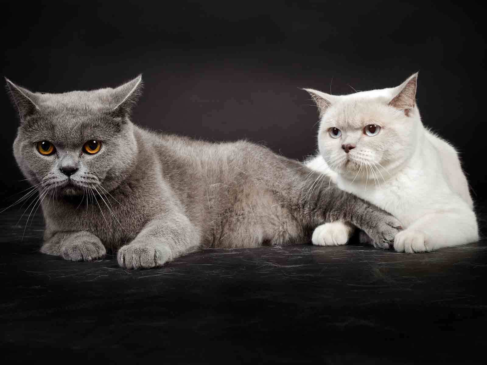 historia-conocer-gatos-british-shorthair historia-conocer-gatos-british-shorthair