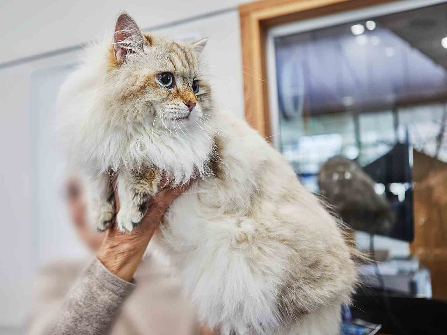 Historia y origen de los gatos British Longhair