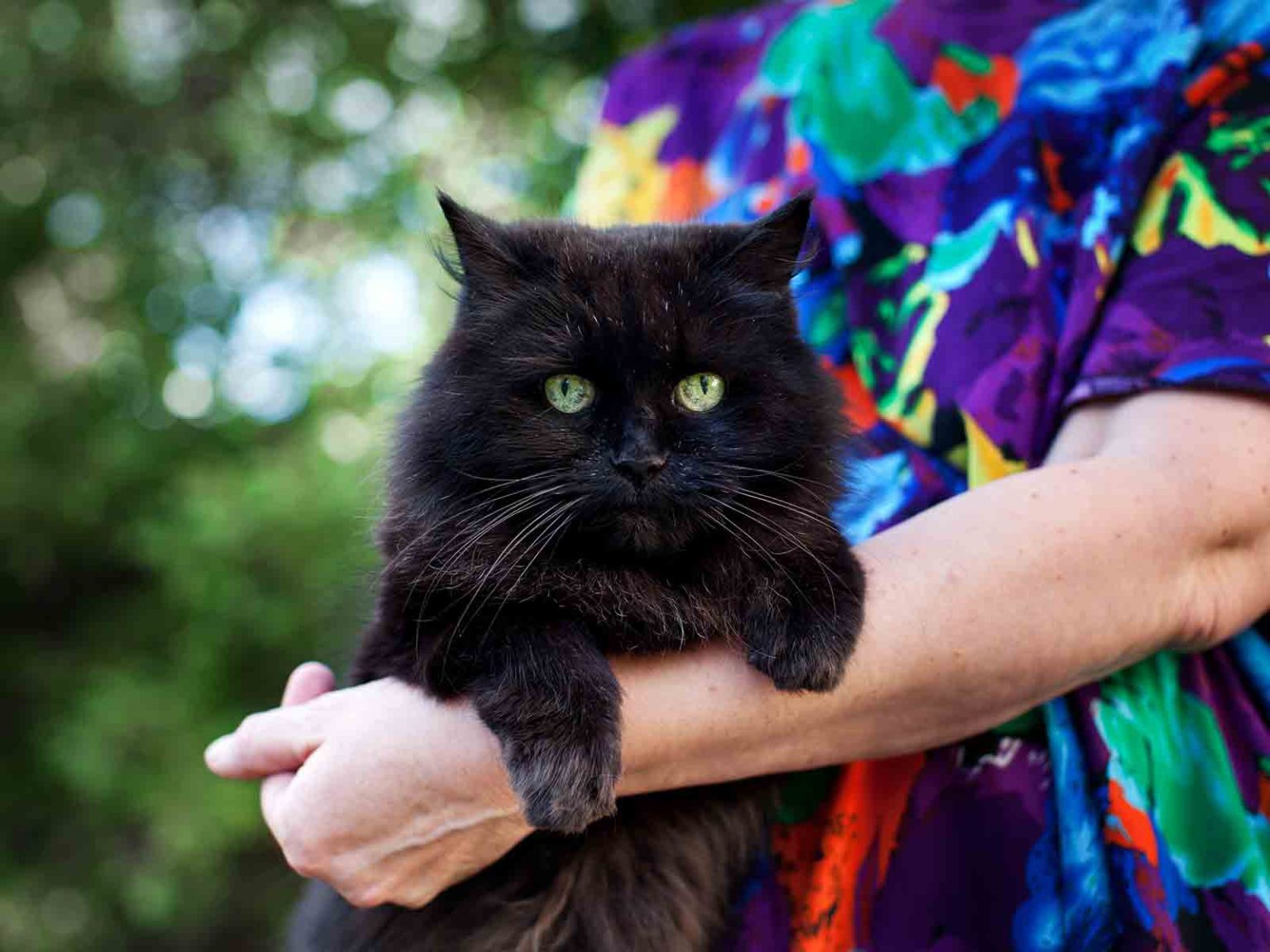 El Gato British Longhair en la actualidad
