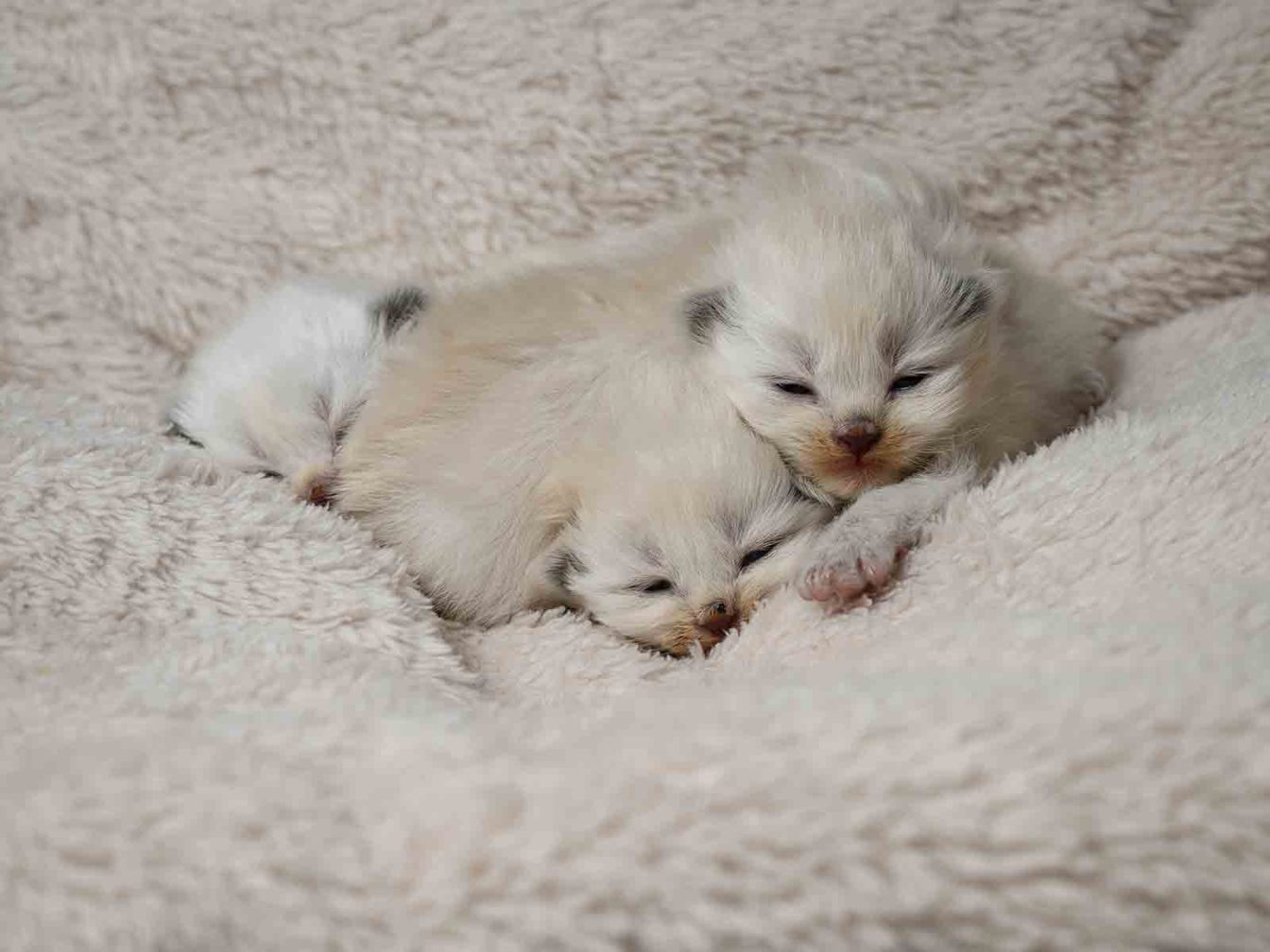 Historia y origen de los gatos British Longhair