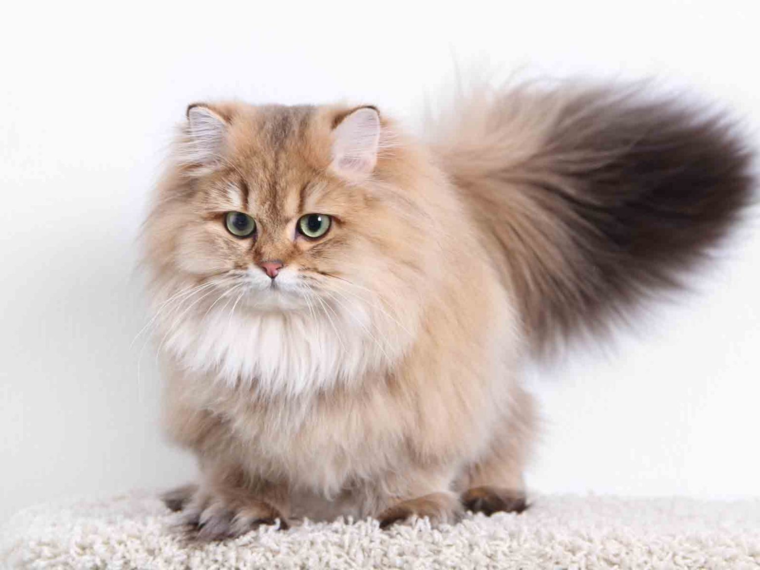 Reconocimiento internacional de los Gatos British Longhair
