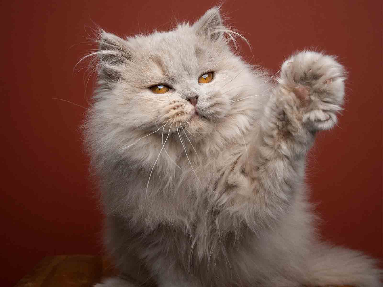 Reconocimiento oficial de los Gatos British Longhair Reconocimiento oficial de los Gatos British Longhair