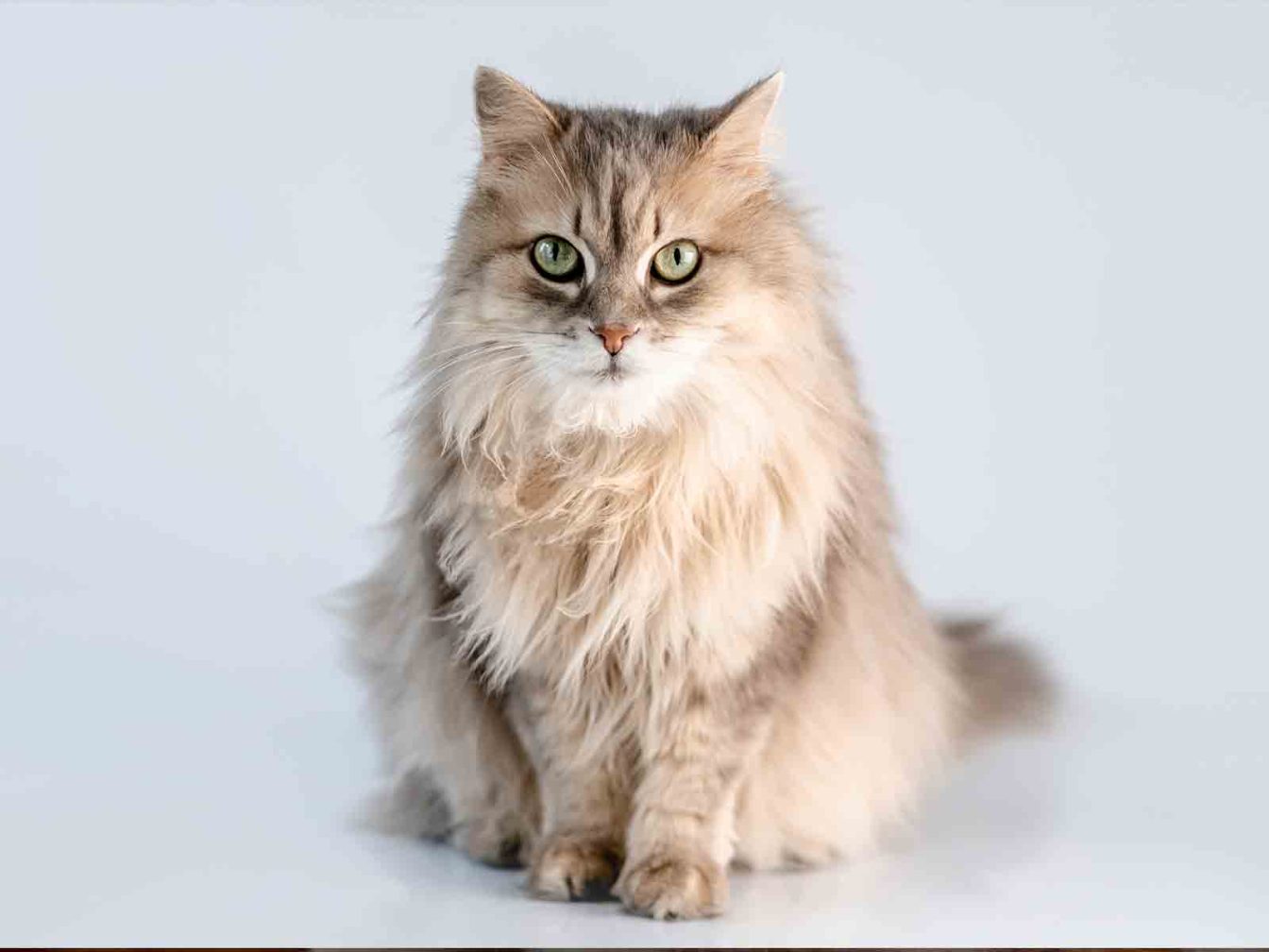 Reconocimiento internacional de los Gatos British Longhair