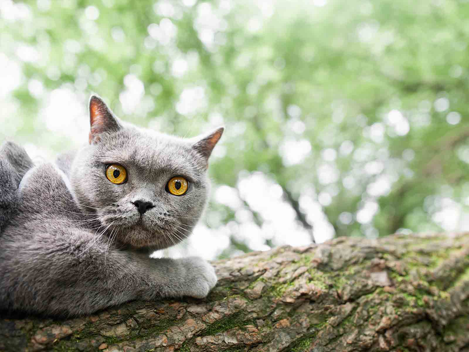 Evolución del gato British Shorthair Evolución del gato British Shorthair