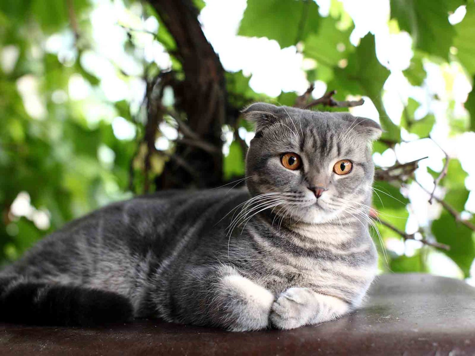 Reconocimineto de los gatos british shorthair