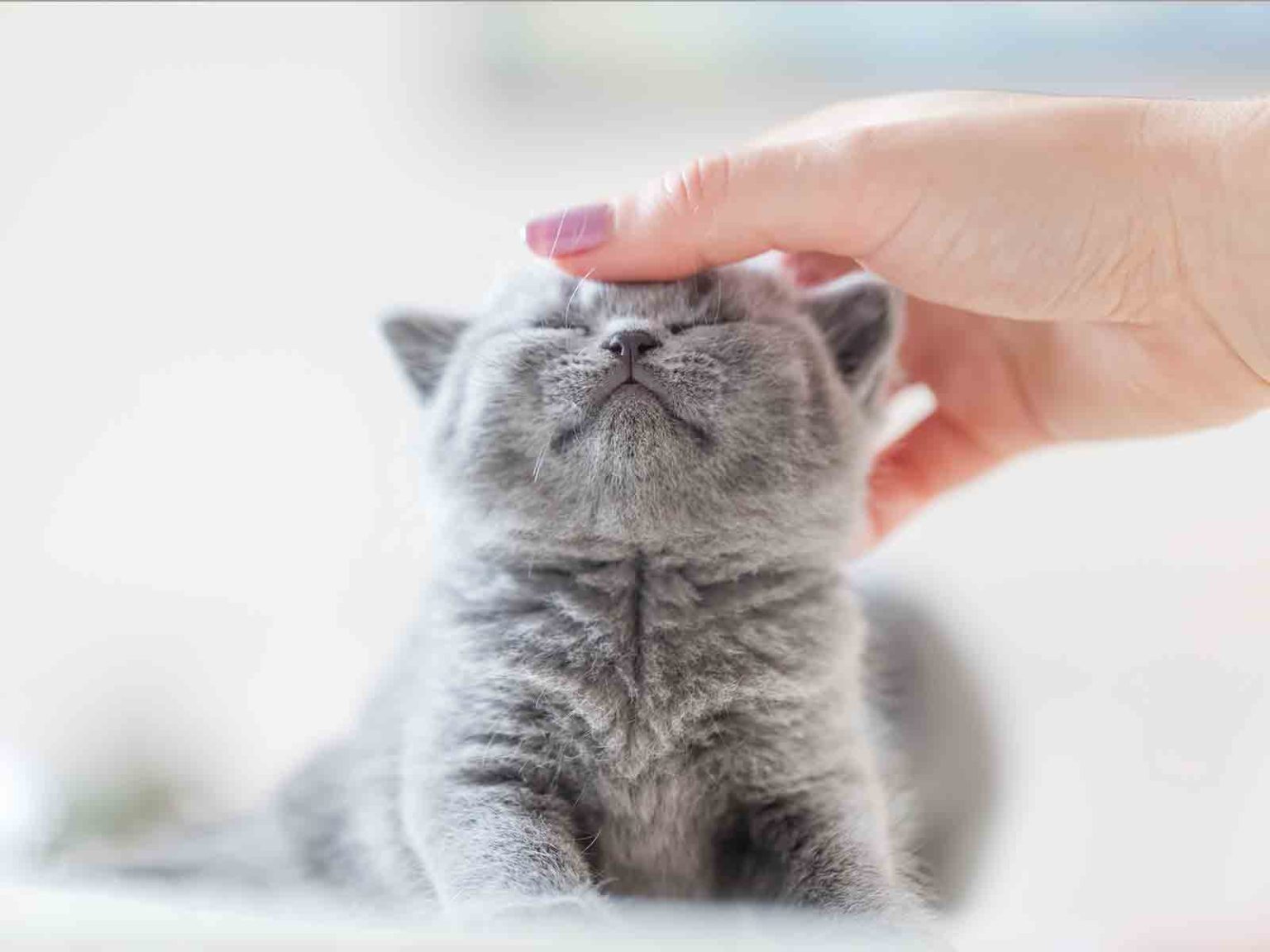 Características de los gatos british shorthair