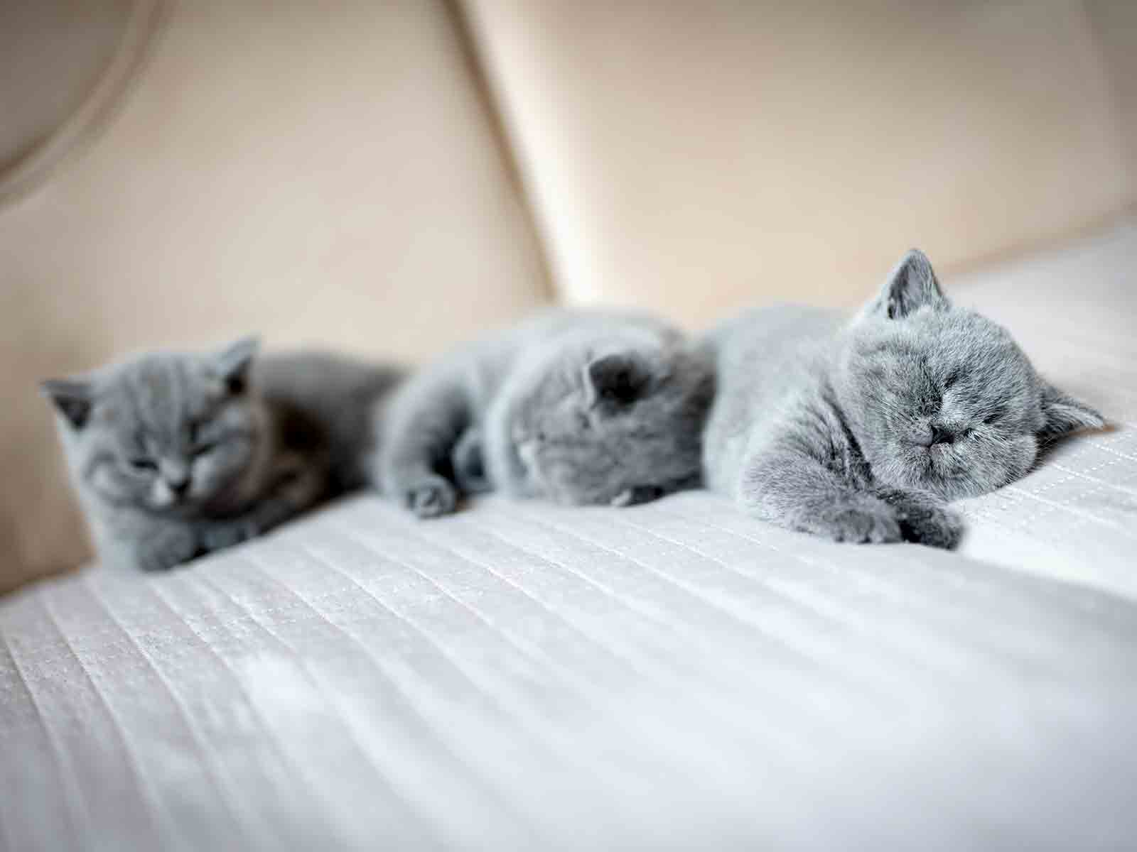 Historia y origen de los gatos british shorthair Historia y origen de los gatos british shorthair