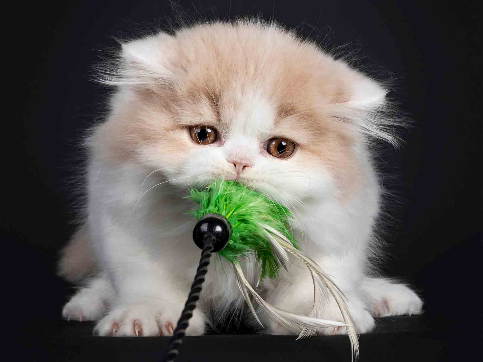 Juegos interactivos para gatos British Longhair Juegos interactivos para gatos British Longhair