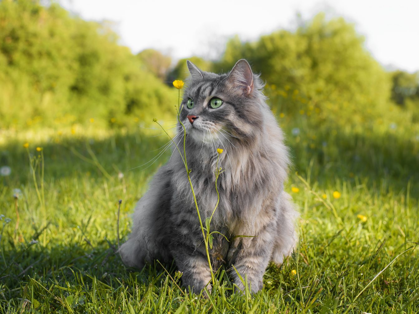 Origen de gatos British Longhair