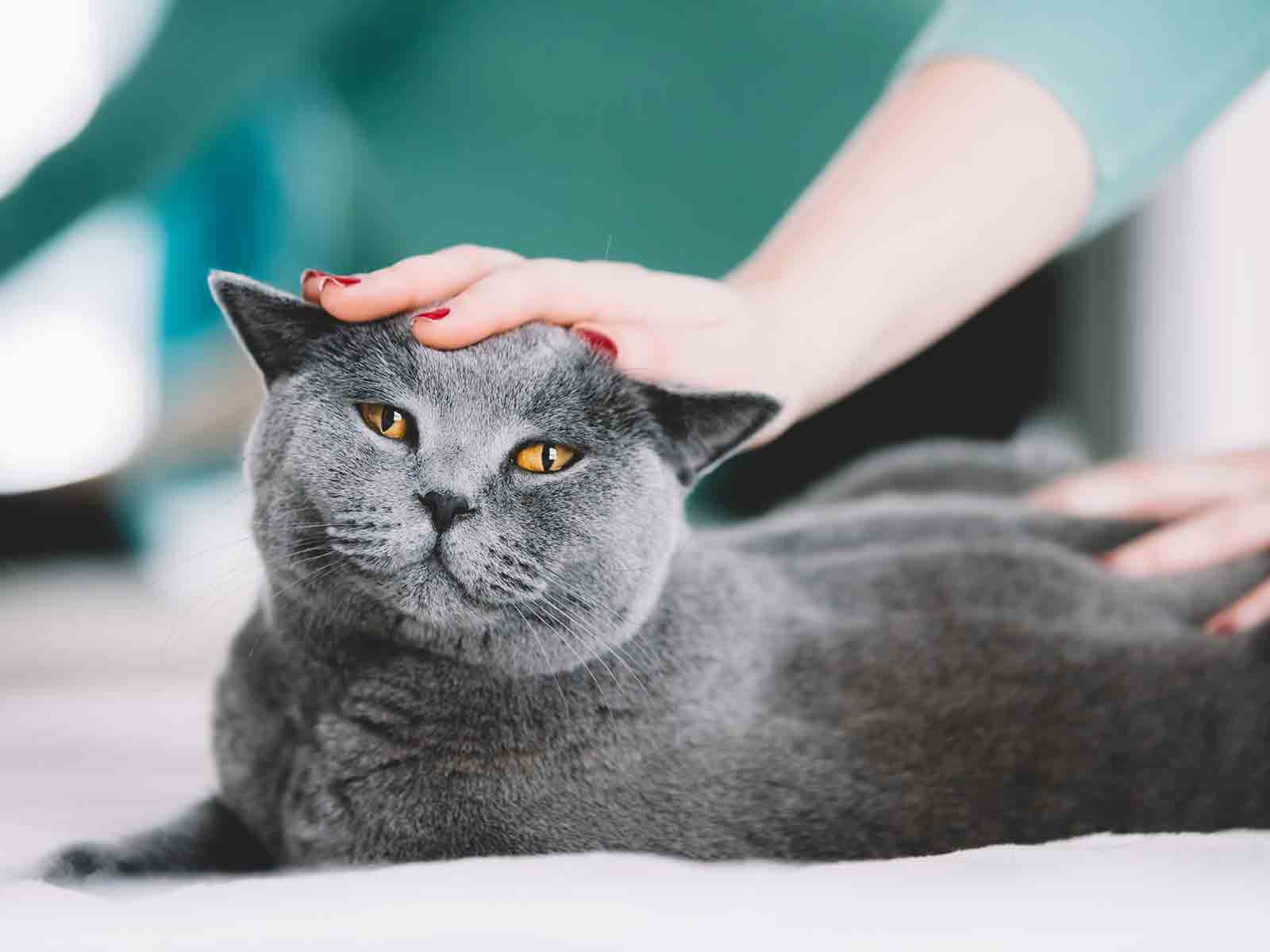 Popularidad de los gatos british shorthair Popularidad de los gatos british shorthair