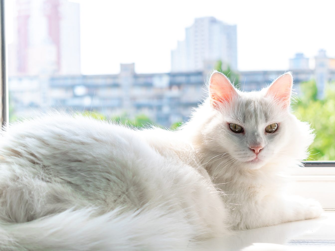 Gato British color blanco