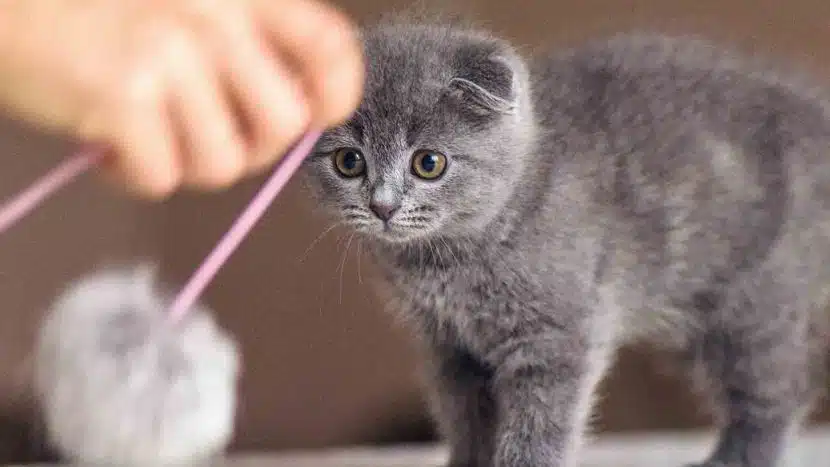 Donde comprar gatos British en Bilbao y Pais Vasco Euskadi