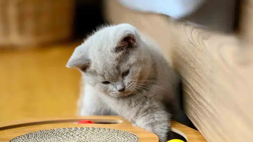 Donde comprar gatos British en Madrid