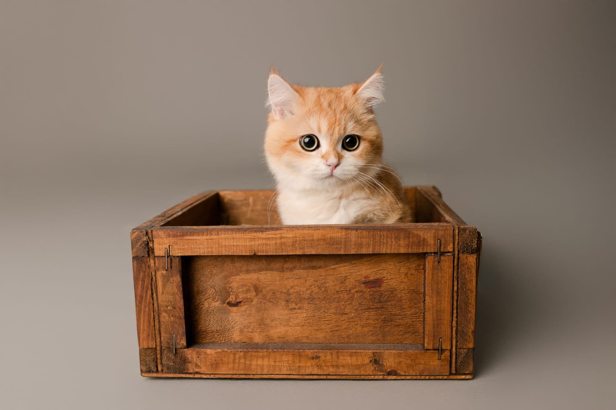 Documentación oficial de licencia de actividad y núcleo zoológico del criadero MiauKolor, cría legal de gatos British en España