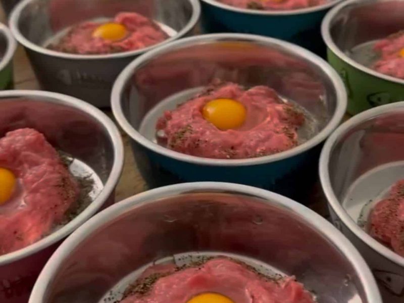 Alimentación gatos british shorthair longhair Alimentación Gatos British Shorthair Longhair