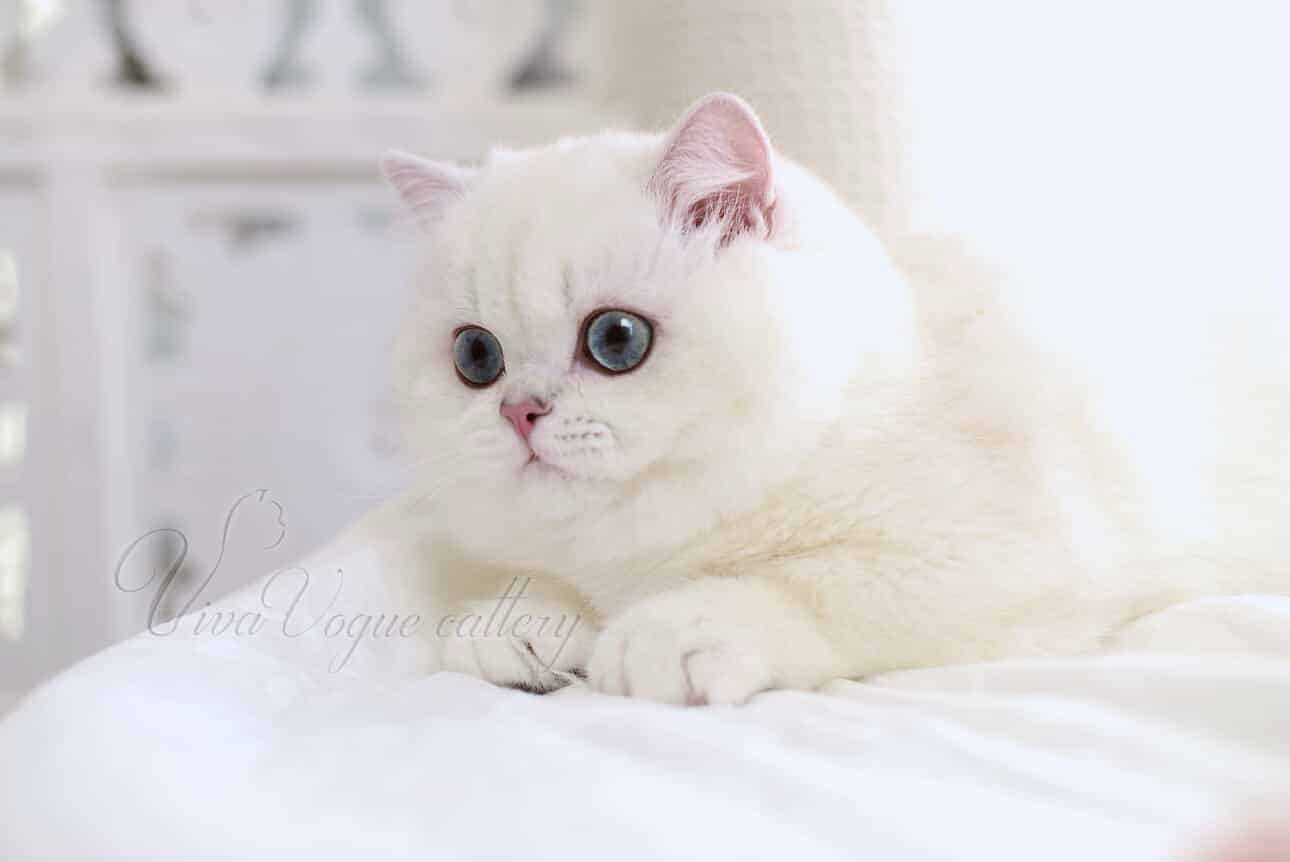 Gatito British Shorthair golden en criadero MiauKolor, precio que incluye pedigrí, vacunas y garantía sanitaria
